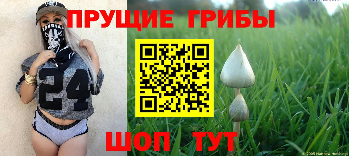 Галлюциногенные грибы Psilocybe  Вход с VPN  Знаменск 